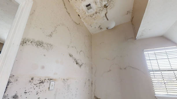 Asbestos and Lead Testing During Mold Inspection in Bylas, AZ