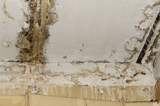 Best Mold Prevention Services  in Bylas, AZ