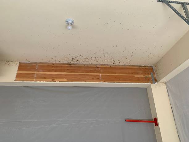 Best Mold Removal for HVAC Installations  in Bylas, AZ