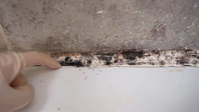 Best Environmental Consulting for Mold Prevention  in Bylas, AZ