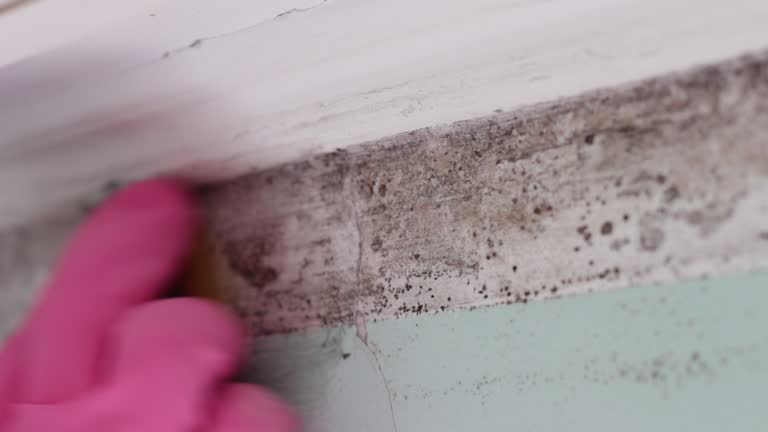 Best Mold Damage Restoration  in Bylas, AZ